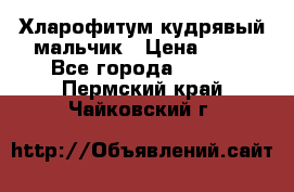 Хларофитум кудрявый мальчик › Цена ­ 30 - Все города  »    . Пермский край,Чайковский г.